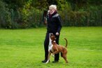 Hundesport mit dem Deutschen Boxer