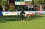 Hundesport mit dem Deutschen Boxer