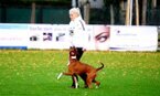 Hundesport mit dem Deutschen Boxer